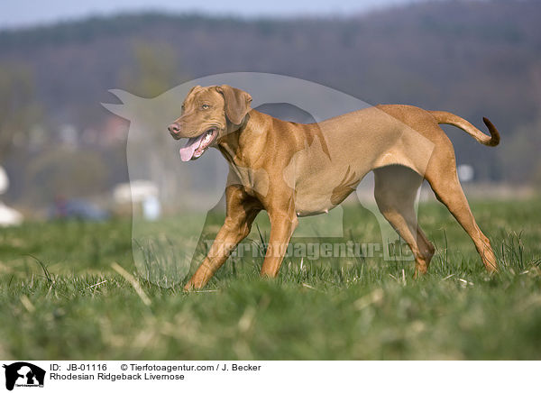 Rhodesian Ridgeback Livernose / Rhodesian Ridgeback Livernose / JB-01116