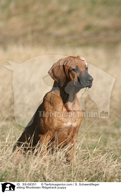 sitzender Rhodesian Ridgeback Welpe / sitting Rhodesian Ridgeback puppy / SS-08351