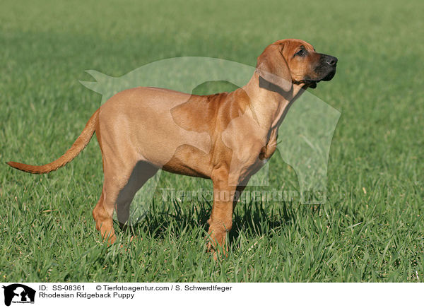 Rhodesian Ridgeback Welpe / Rhodesian Ridgeback Puppy / SS-08361