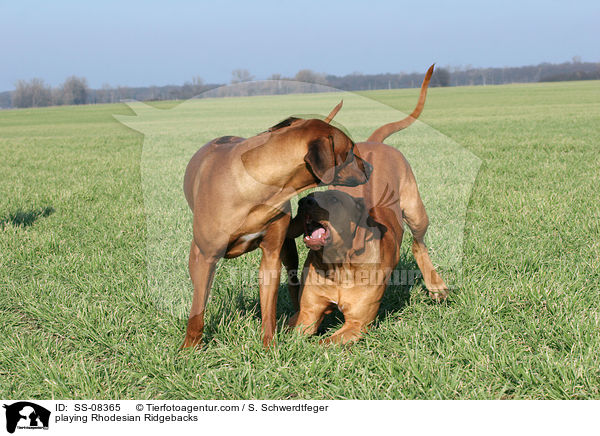 spielende Rhodesian Ridgebacks / playing Rhodesian Ridgebacks / SS-08365