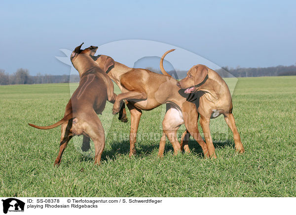 spielende Rhodesian Ridgebacks / playing Rhodesian Ridgebacks / SS-08378