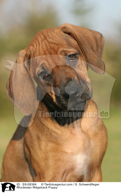 Rhodesian Ridgeback Welpe / Rhodesian Ridgeback Puppy / SS-08384