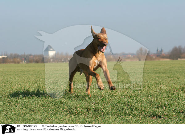 rennender Livernose Rhodesian Ridgeback / running Livernose Rhodesian Ridgeback / SS-08392