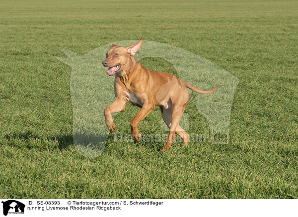 rennender Livernose Rhodesian Ridgeback / running Livernose Rhodesian Ridgeback / SS-08393