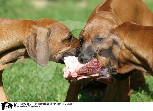 Rhodesian Ridgeback / Rhodesian Ridgeback / PM-02659