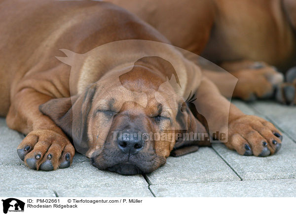 Rhodesian Ridgeback / Rhodesian Ridgeback / PM-02661