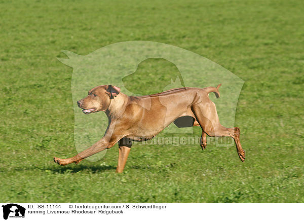 rennender Livernose Rhodesian Ridgeback / running Livernose Rhodesian Ridgeback / SS-11144