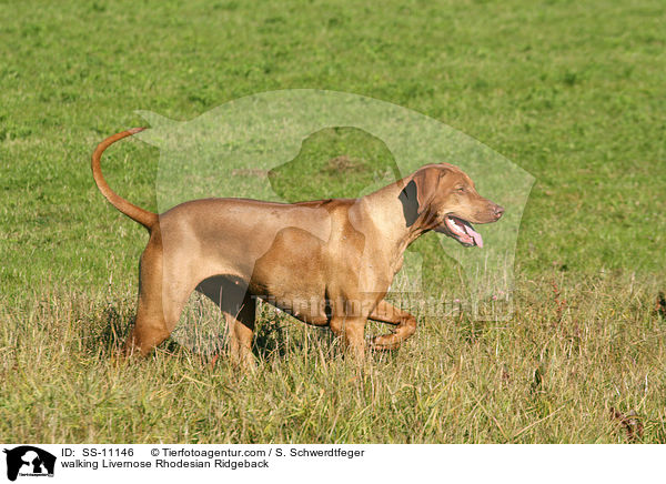 laufender Livernose Rhodesian Ridgeback / walking Livernose Rhodesian Ridgeback / SS-11146