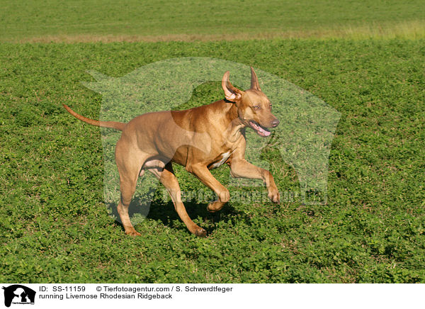 rennender Livernose Rhodesian Ridgeback / running Livernose Rhodesian Ridgeback / SS-11159