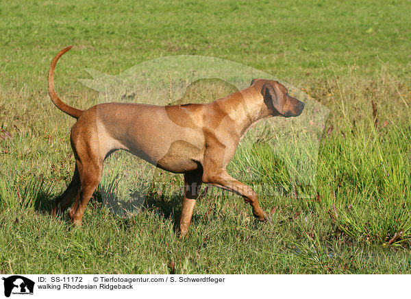 laufender Rhodesian Ridgeback / walking Rhodesian Ridgeback / SS-11172