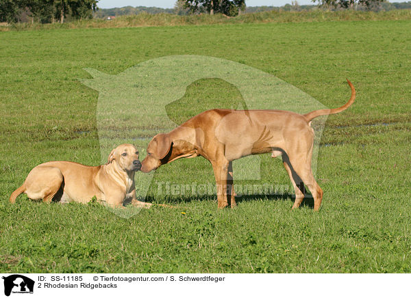 2 Rhodesian Ridgebacks / 2 Rhodesian Ridgebacks / SS-11185