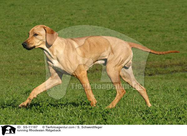 rennender Rhodesian Ridgeback / running Rhodesian Ridgeback / SS-11187