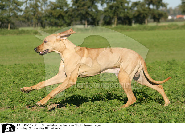 rennender Rhodesian Ridgeback / running Rhodesian Ridgeback / SS-11200