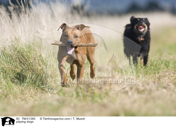 spielende Hunde / playing dogs / TM-01380