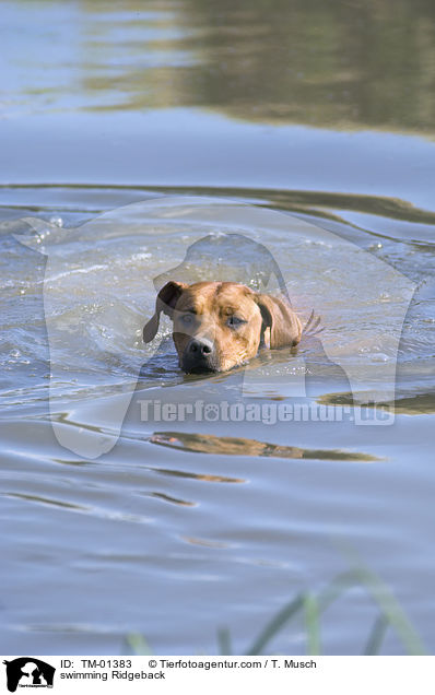 schwimmender Ridgeback / swimming Ridgeback / TM-01383