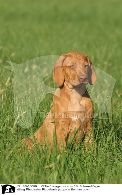 sitzender Rhodesian Ridgeback Welpe auf Wiese / sitting Rhodesian Ridgeback puppy in the meadow / SS-15009
