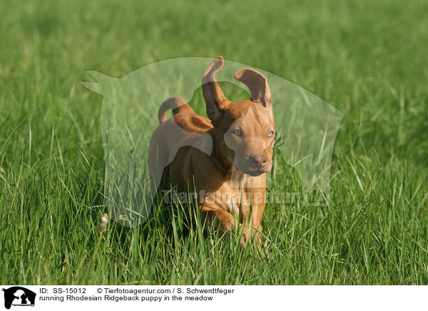 rennender Rhodesian Ridgeback Welpe auf Wiese / running Rhodesian Ridgeback puppy in the meadow / SS-15012
