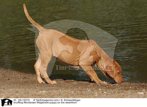 schnuppernder Rhodesian Ridgeback Welpe am Wasser / snuffling Rhodesian Ridgeback puppy on the waterfront / SS-15019