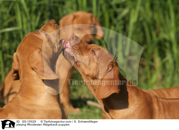 spielende Rhodesian Ridgeback Welpen / playing Rhodesian Ridgeback puppies / SS-15029