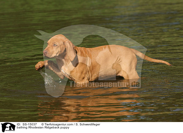 badender Rhodesian Ridgeback Welpe / bathing Rhodesian Ridgeback puppy / SS-15037