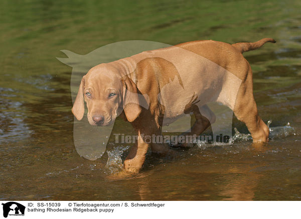 badender Rhodesian Ridgeback Welpe / bathing Rhodesian Ridgeback puppy / SS-15039