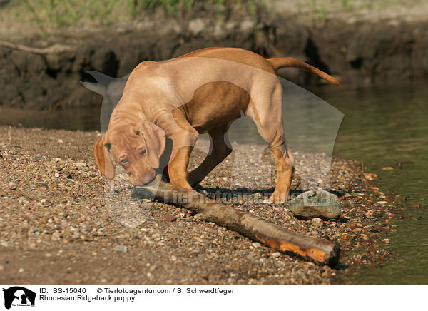 Rhodesian Ridgeback Welpe / Rhodesian Ridgeback puppy / SS-15040