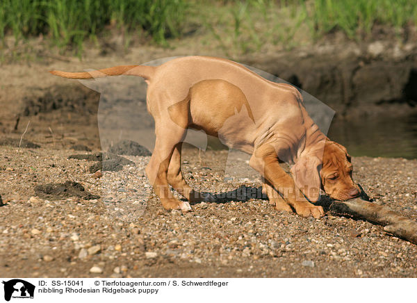 knabbernder Rhodesian Ridgeback Welpe / nibbling Rhodesian Ridgeback puppy / SS-15041