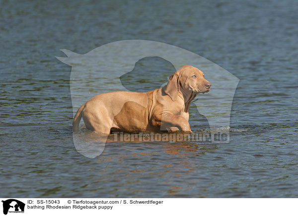 badender Rhodesian Ridgeback Welpe / bathing Rhodesian Ridgeback puppy / SS-15043