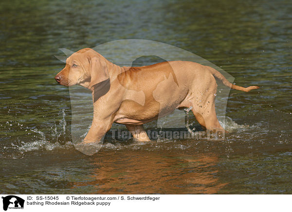 badender Rhodesian Ridgeback Welpe / bathing Rhodesian Ridgeback puppy / SS-15045