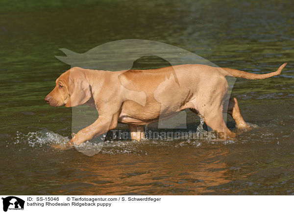 badender Rhodesian Ridgeback Welpe / bathing Rhodesian Ridgeback puppy / SS-15046
