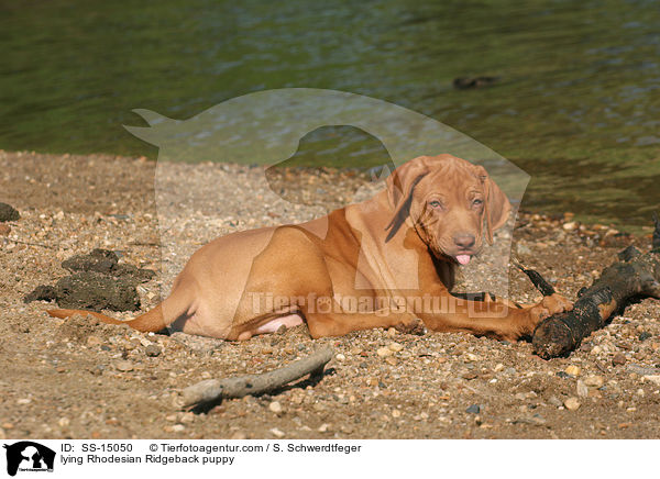 liegender Rhodesian Ridgeback Welpe / lying Rhodesian Ridgeback puppy / SS-15050