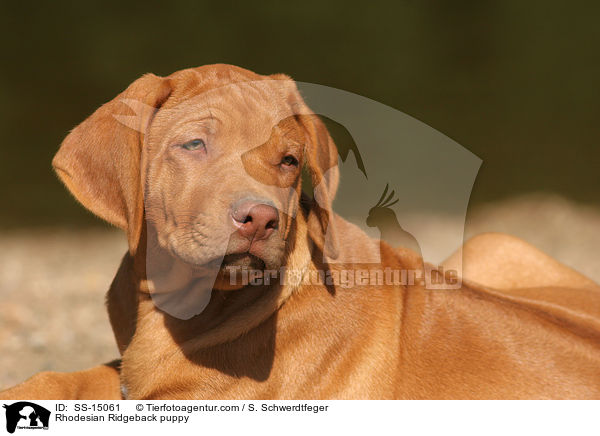 Rhodesian Ridgeback Welpe / Rhodesian Ridgeback puppy / SS-15061