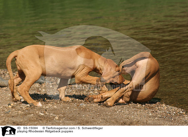 spielende Rhodesian Ridgeback Welpen / playing Rhodesian Ridgeback puppies / SS-15084