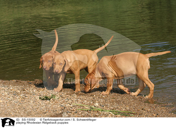 spielende Rhodesian Ridgeback Welpen / playing Rhodesian Ridgeback puppies / SS-15092