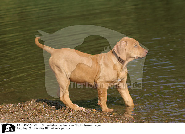 badender Rhodesian Ridgeback Welpe / bathing Rhodesian Ridgeback puppy / SS-15093