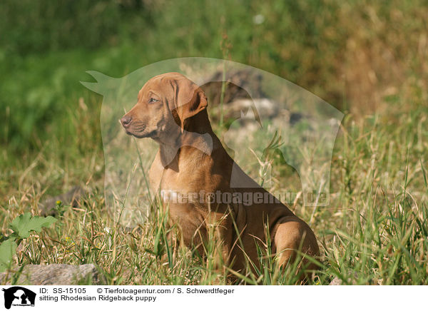 sitzender Rhodesian Ridgeback Welpe / sitting Rhodesian Ridgeback puppy / SS-15105