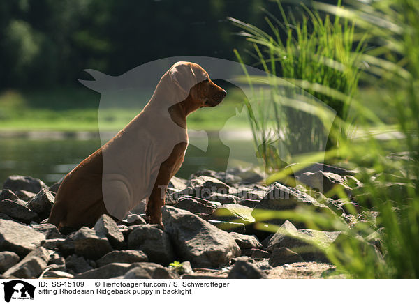 sitzender Rhodesian Ridgeback Welpe im Gegenlicht / sitting Rhodesian Ridgeback puppy in backlight / SS-15109