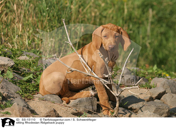 sitzender Rhodesian Ridgeback Welpe / sitting Rhodesian Ridgeback puppy / SS-15110