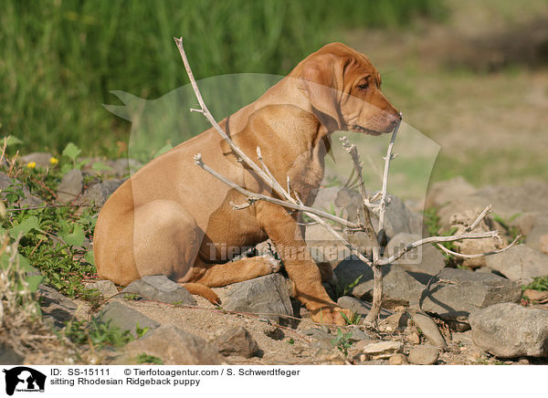 sitzender Rhodesian Ridgeback Welpe / sitting Rhodesian Ridgeback puppy / SS-15111
