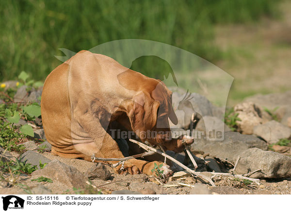 Rhodesian Ridgeback Welpe / Rhodesian Ridgeback puppy / SS-15116