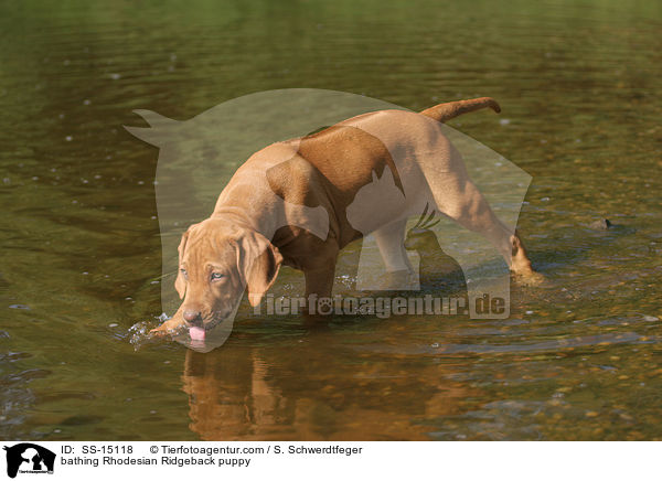 badender Rhodesian Ridgeback Welpe / bathing Rhodesian Ridgeback puppy / SS-15118