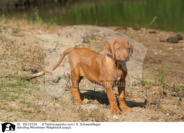 stehender Rhodesian Ridgeback Welpe / standing Rhodesian Ridgeback puppy / SS-15124