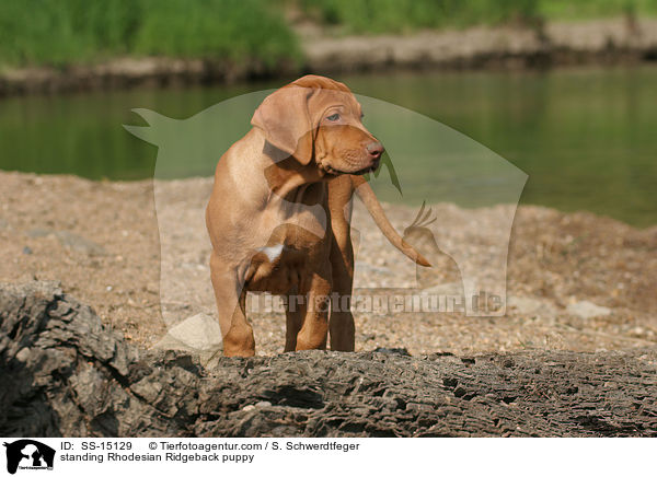 stehender Rhodesian Ridgeback Welpe / standing Rhodesian Ridgeback puppy / SS-15129