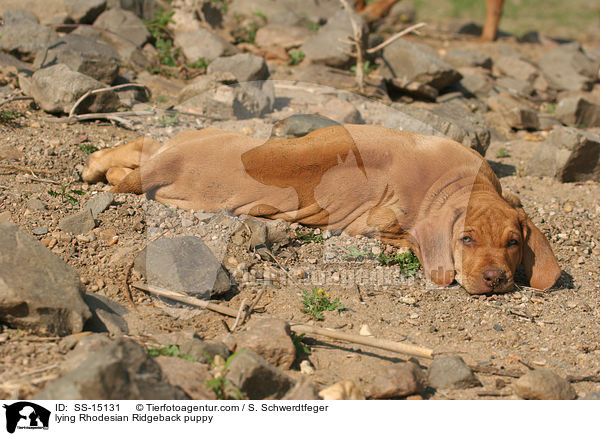 liegender Rhodesian Ridgeback Welpe / lying Rhodesian Ridgeback puppy / SS-15131