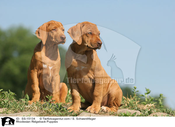 Rhodesian Ridgeback Welpen / Rhodesian Ridgeback Puppies / SS-15134