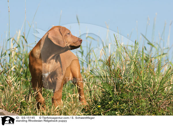 stehender Rhodesian Ridgeback Welpe / standing Rhodesian Ridgeback puppy / SS-15145