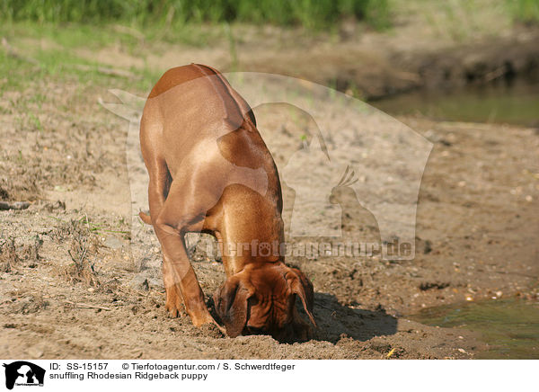 schnuppernder Rhodesian Ridgeback Welpe / snuffling Rhodesian Ridgeback puppy / SS-15157