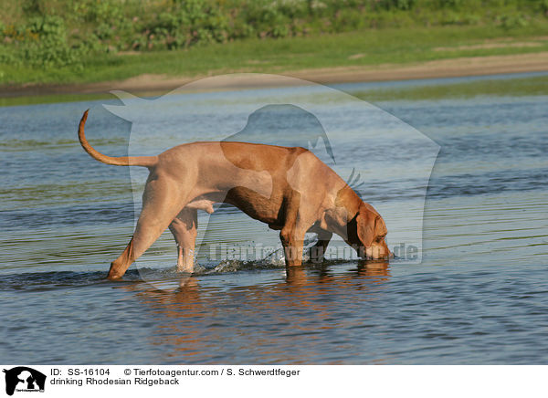 trinkender Rhodesian Ridgeback / drinking Rhodesian Ridgeback / SS-16104