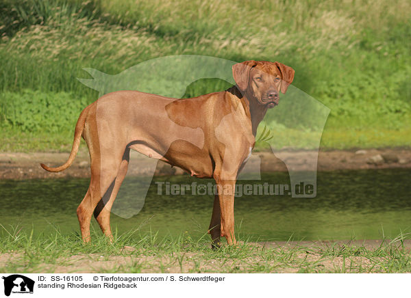 stehender Rhodesian Ridgeback / standing Rhodesian Ridgeback / SS-16105