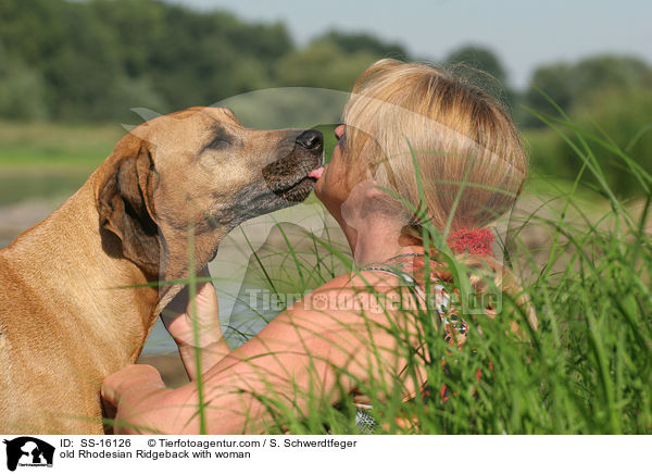 alter Rhodesian Ridgeback leckt Frau ab / old Rhodesian Ridgeback with woman / SS-16126